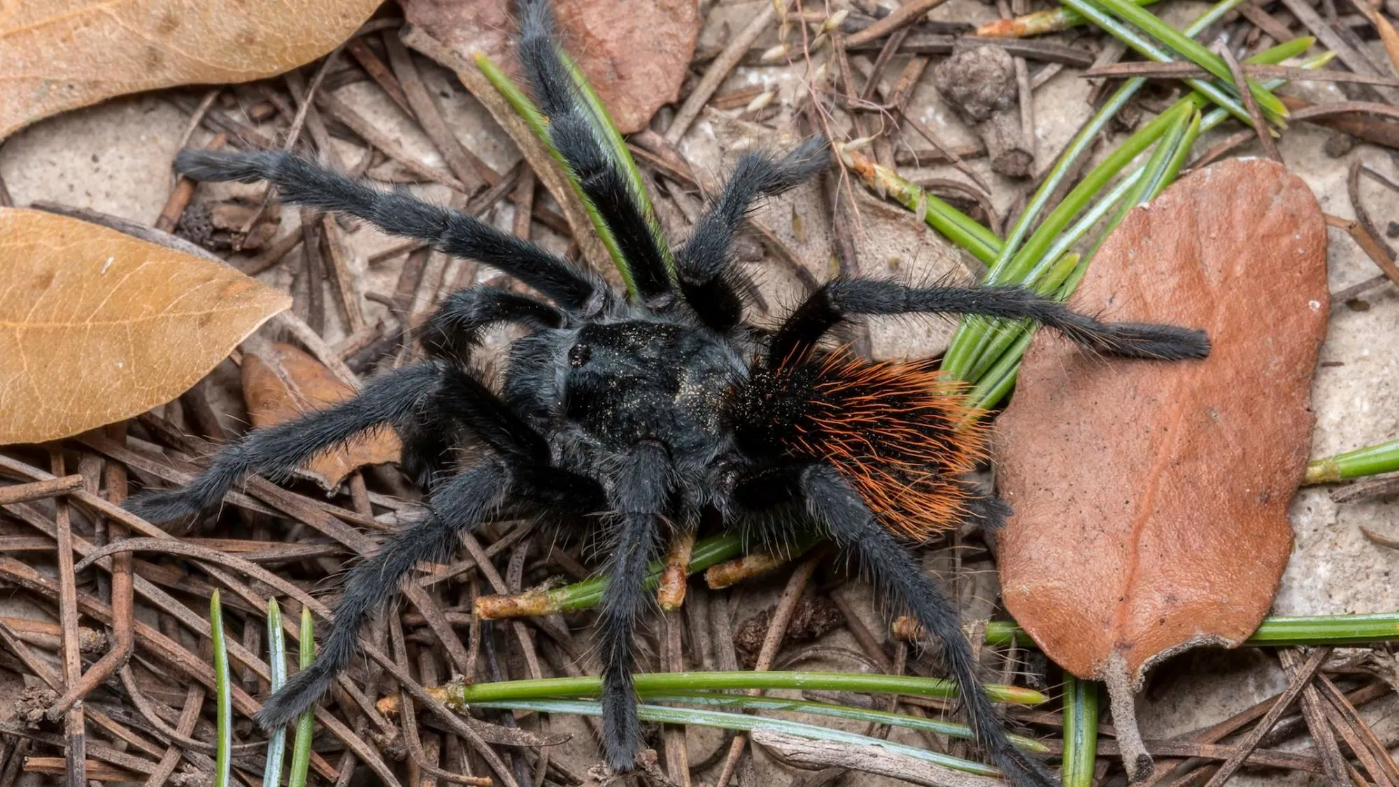 /img/15096-junodi-tarantula-enclosure.webp