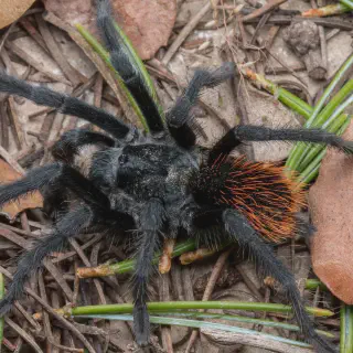 /img/15096-junodi-tarantula-enclosure.webp