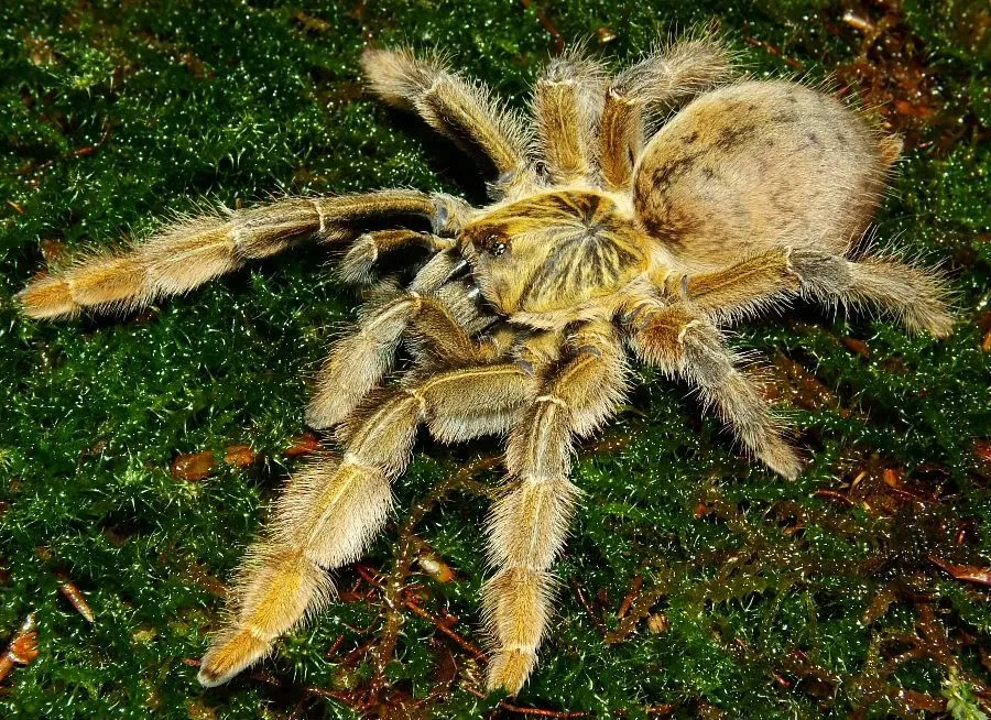 15096 junodi tarantula feeding