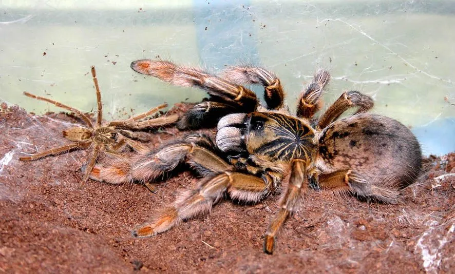 15096 junodi tarantula habitat
