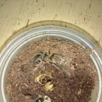 15096 junodi tarantula handling