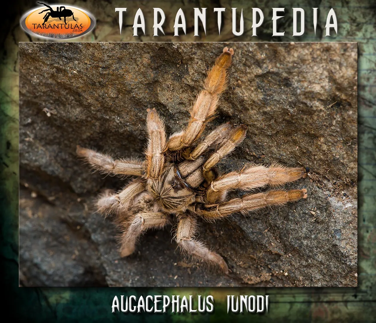 15096 junodi tarantula health