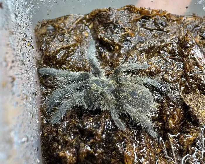 15096 junodi tarantula overview