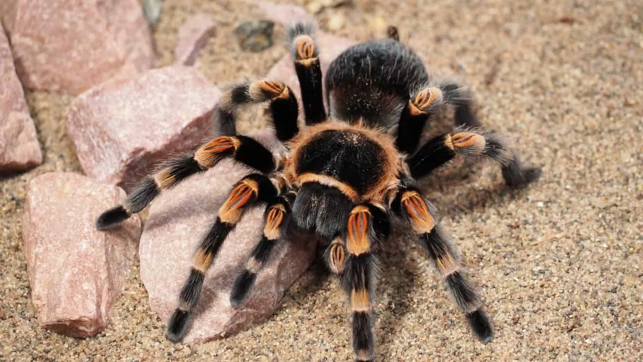 15099 tarantula defensive behavior