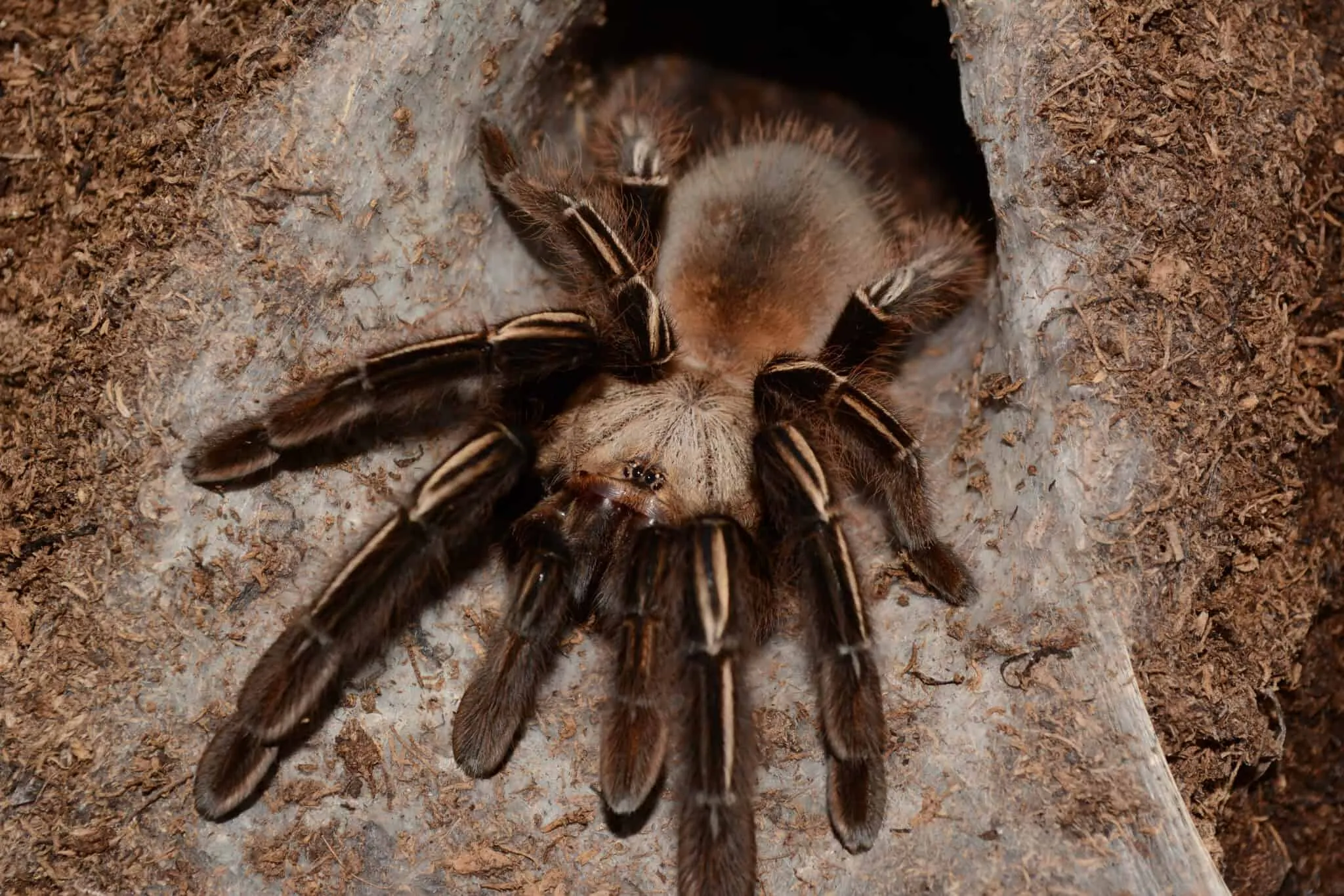 /img/15099-tarantula-species.webp