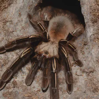 /img/15099-tarantula-species.webp