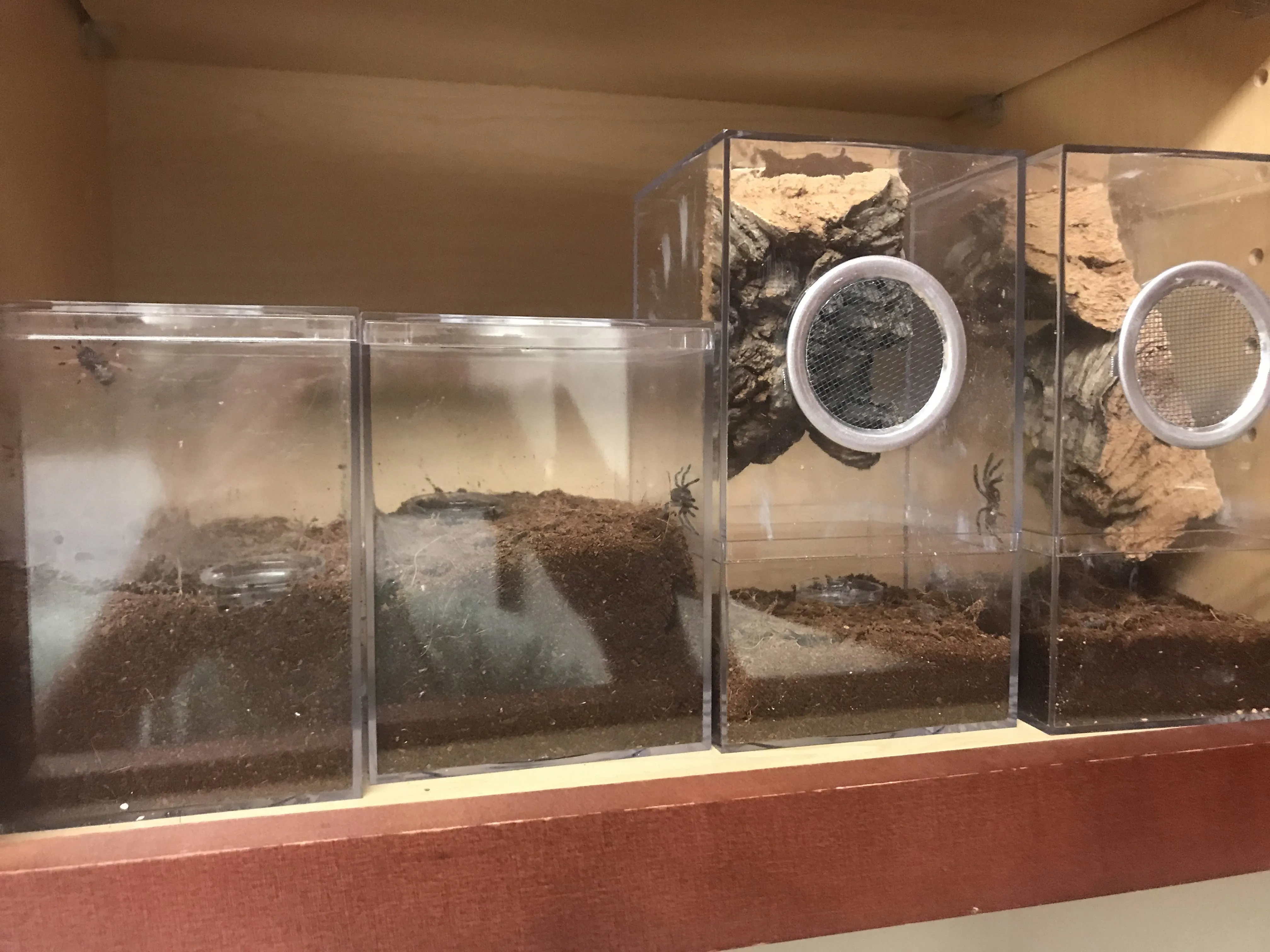 15101 marshalli tarantula burrow