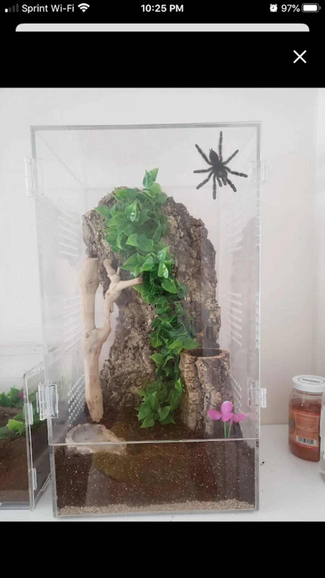 15101 marshalli tarantula enclosure