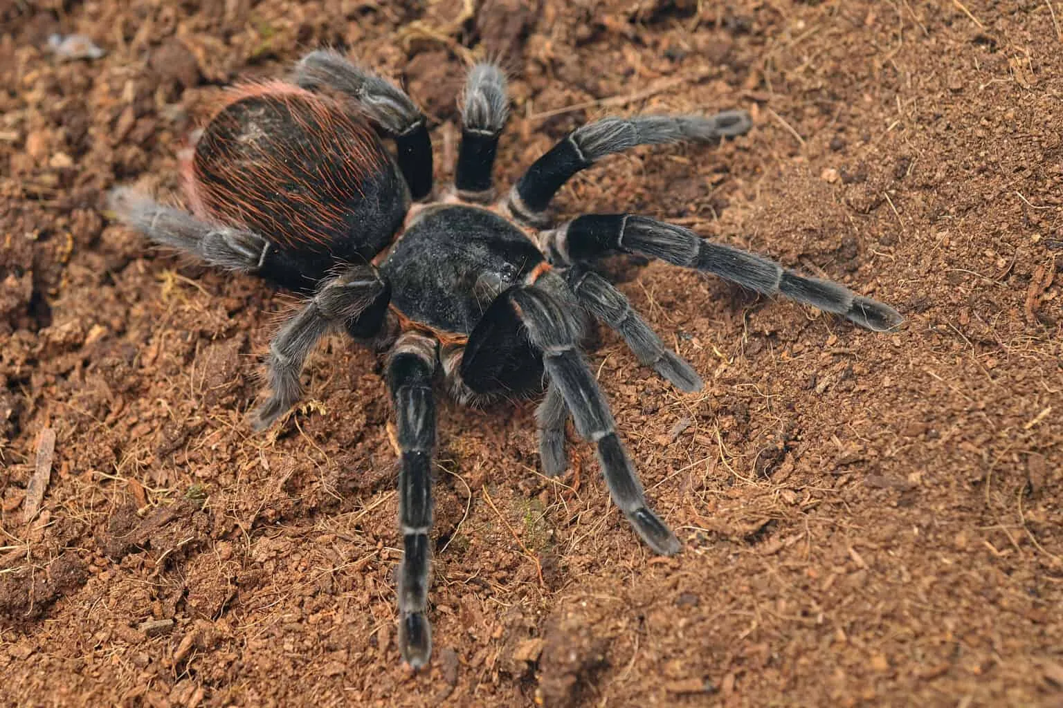 15101 marshalli tarantula hiding place