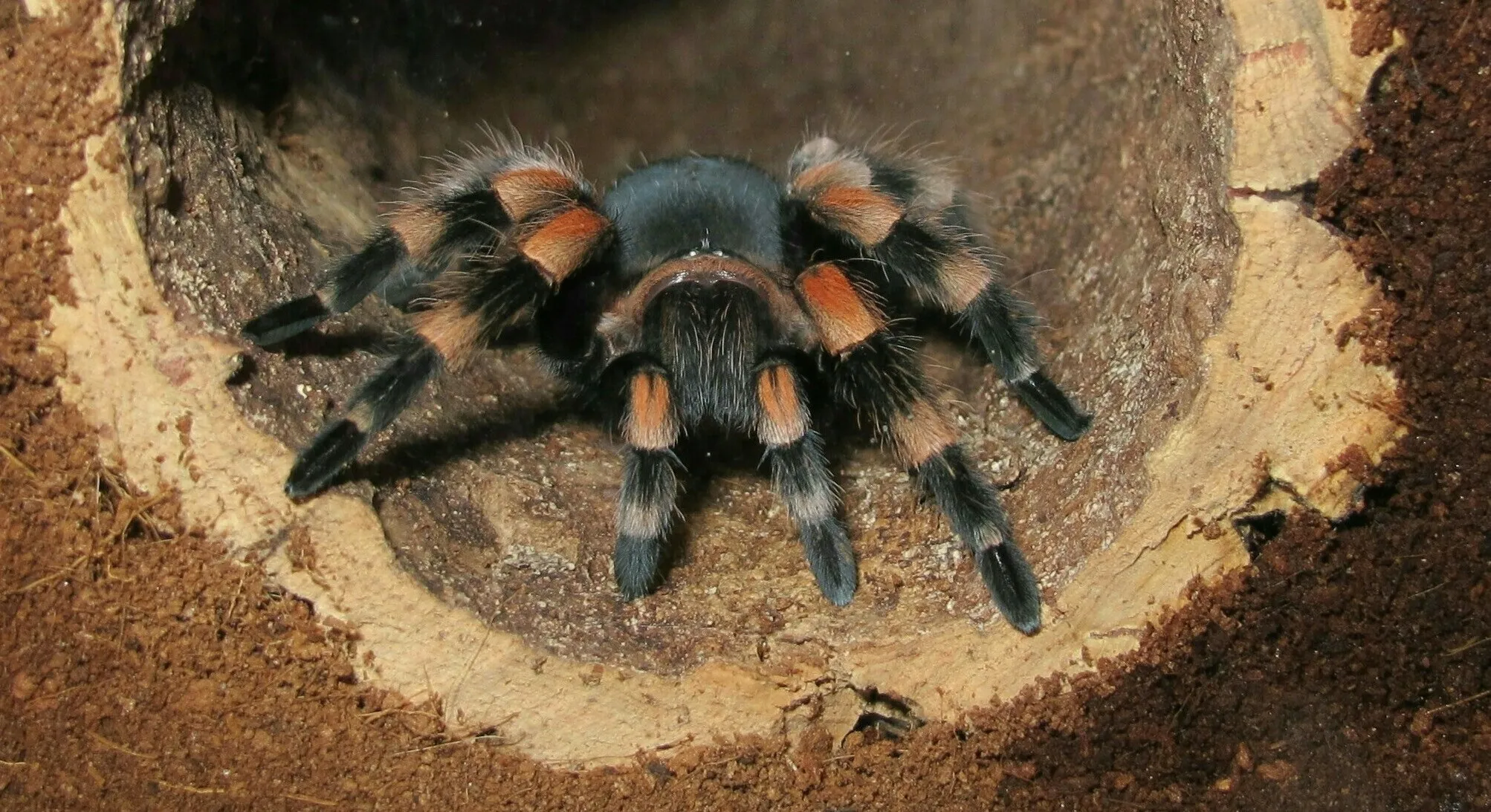 15101 marshalli tarantula natural habitat