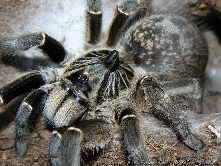 15101 marshalli tarantula substrate
