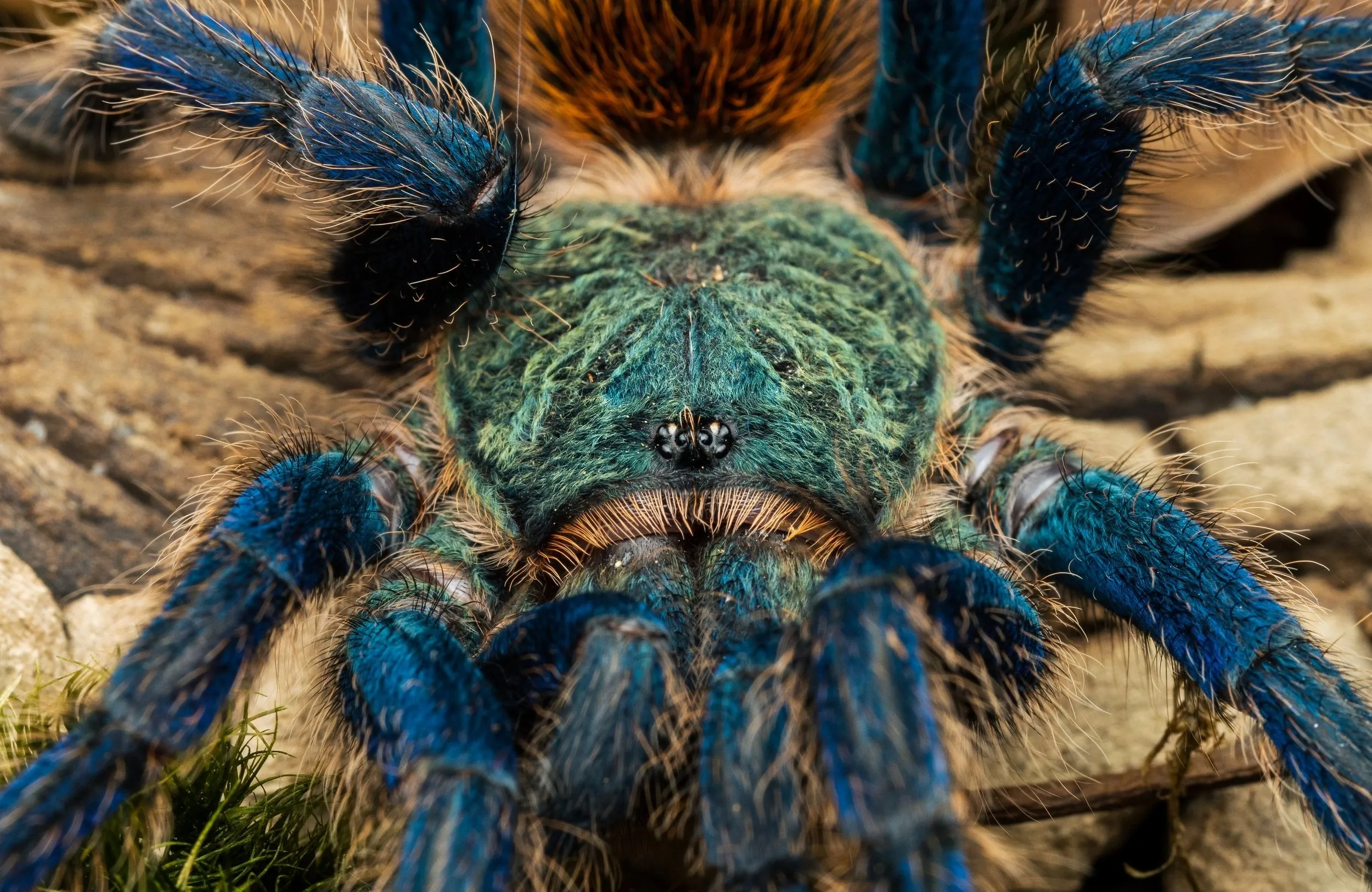 15102 tarantula spider feeding
