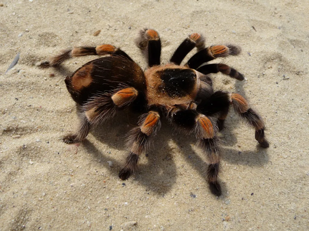 15102 tarantula spider habitat