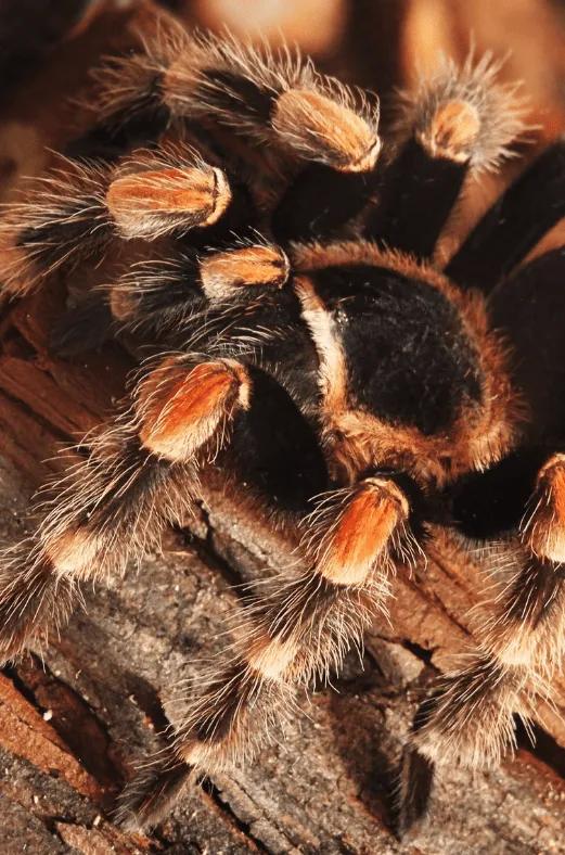 15102 tarantula spider molting