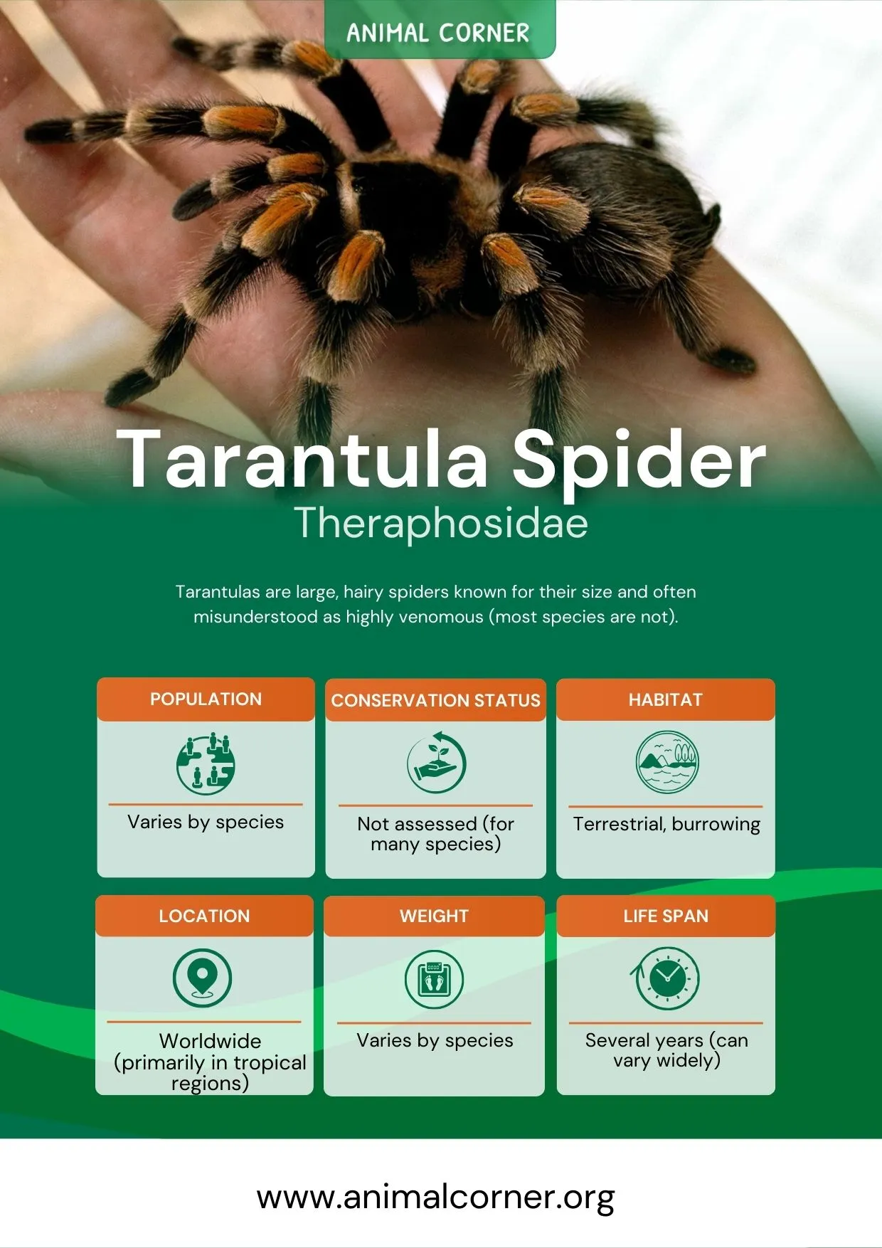 15102 tarantula spider pet