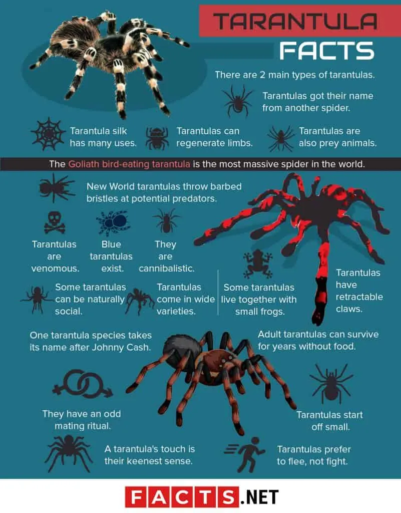 15102 tarantula spider size comparison