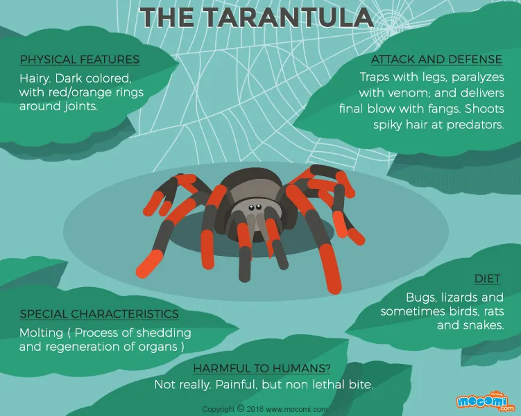 /img/15102-tarantula-spider-venom.webp