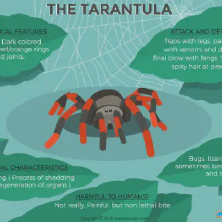 /img/15102-tarantula-spider-venom.webp