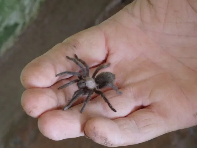15103 baby tarantula texas enclosure