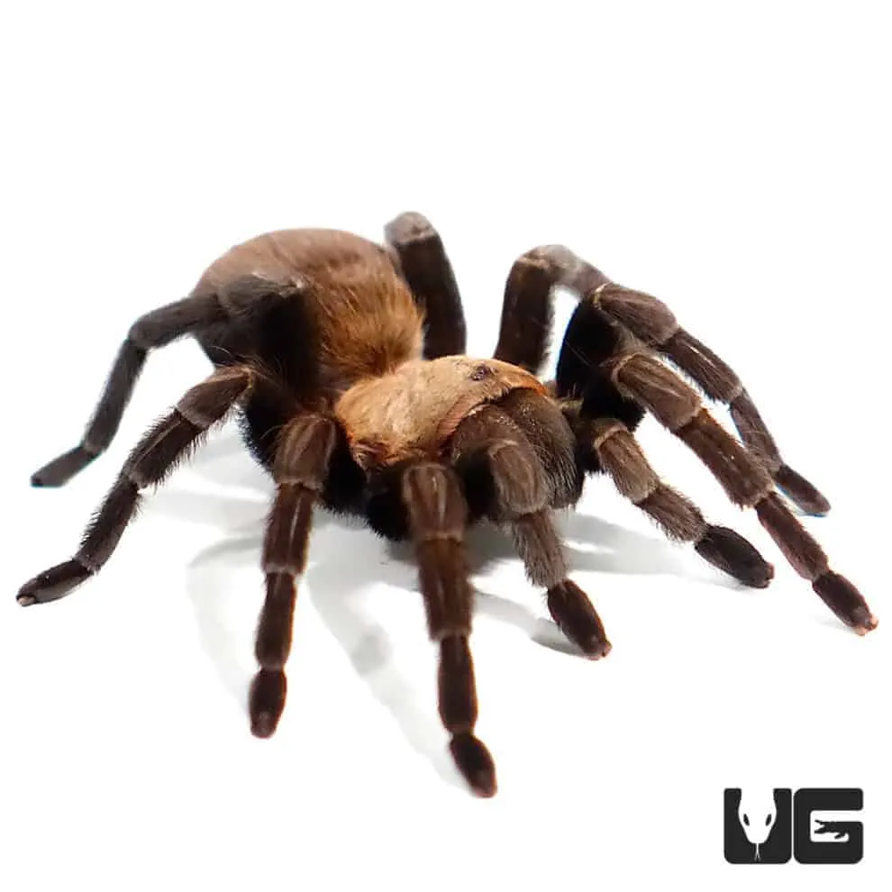 15103 baby tarantula texas feeding