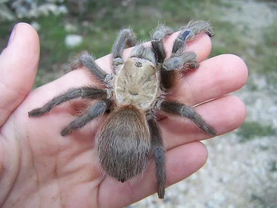 /img/15103-baby-tarantula-texas-growth.webp