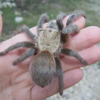 /img/15103-baby-tarantula-texas-growth.webp