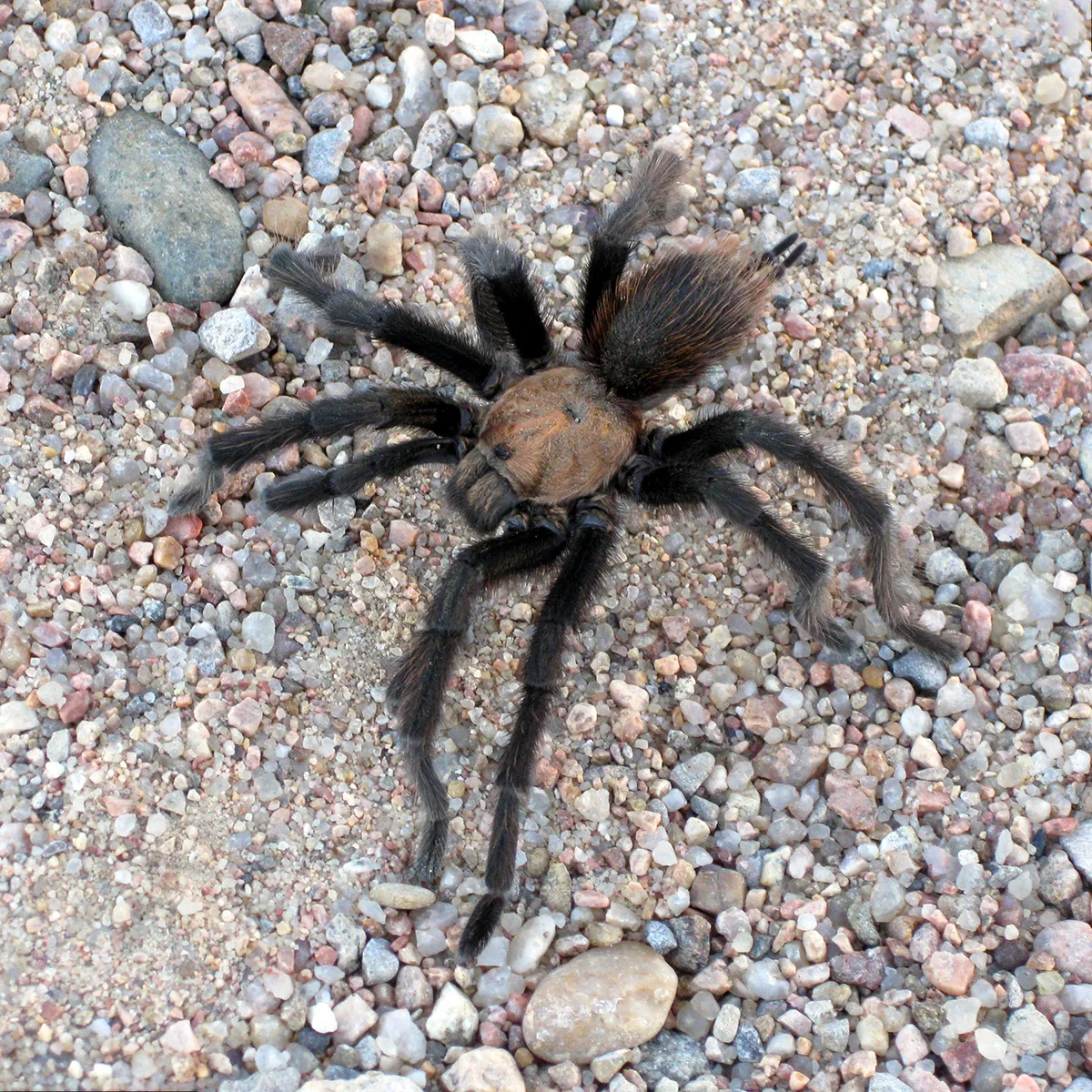 15103 baby tarantula texas habitat