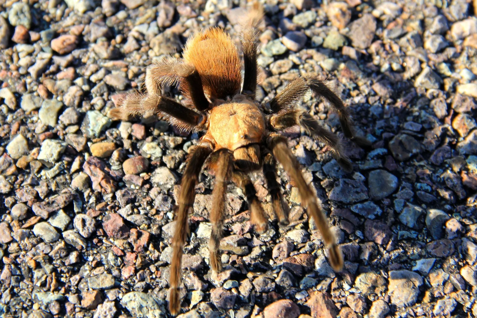 15103 baby tarantula texas handling
