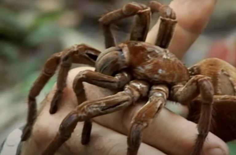 15103 baby tarantula texas healthy