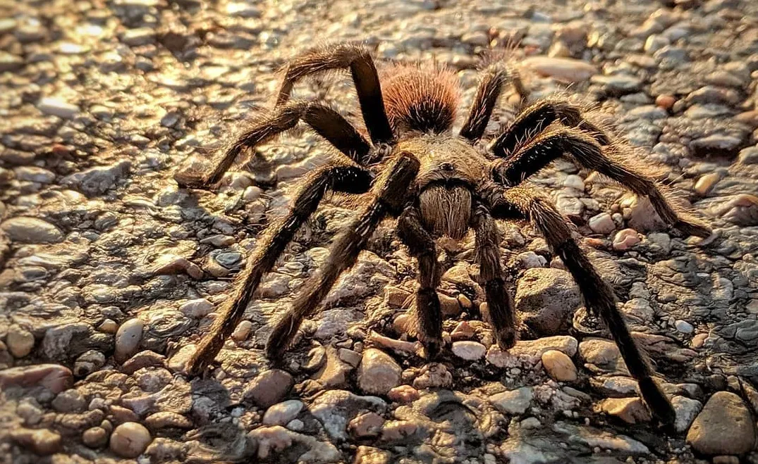 15103 baby tarantula texas molting