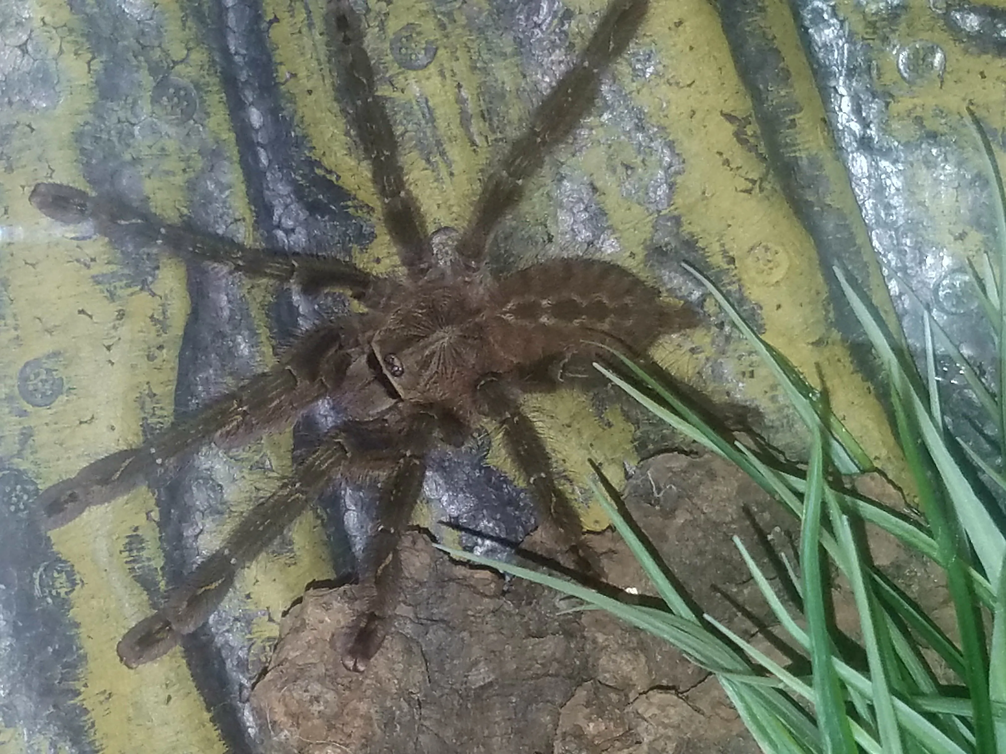 15105 poecilotheria metallica