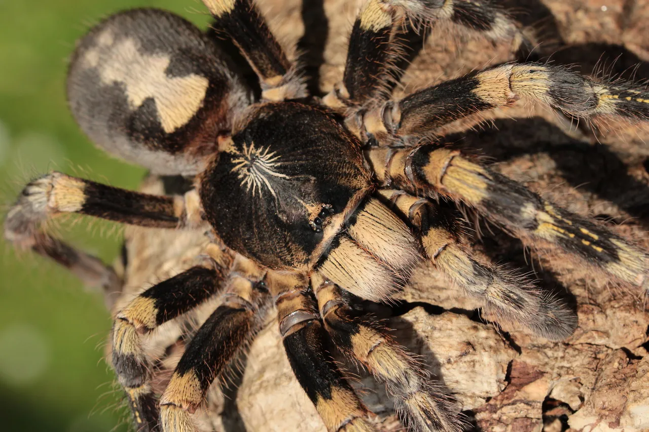 15105 poecilotheria regalis