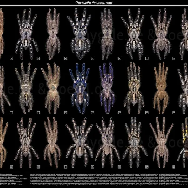15105 poecilotheria tarantula overview
