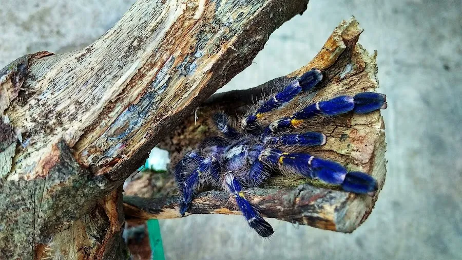 15105 tarantula feeding
