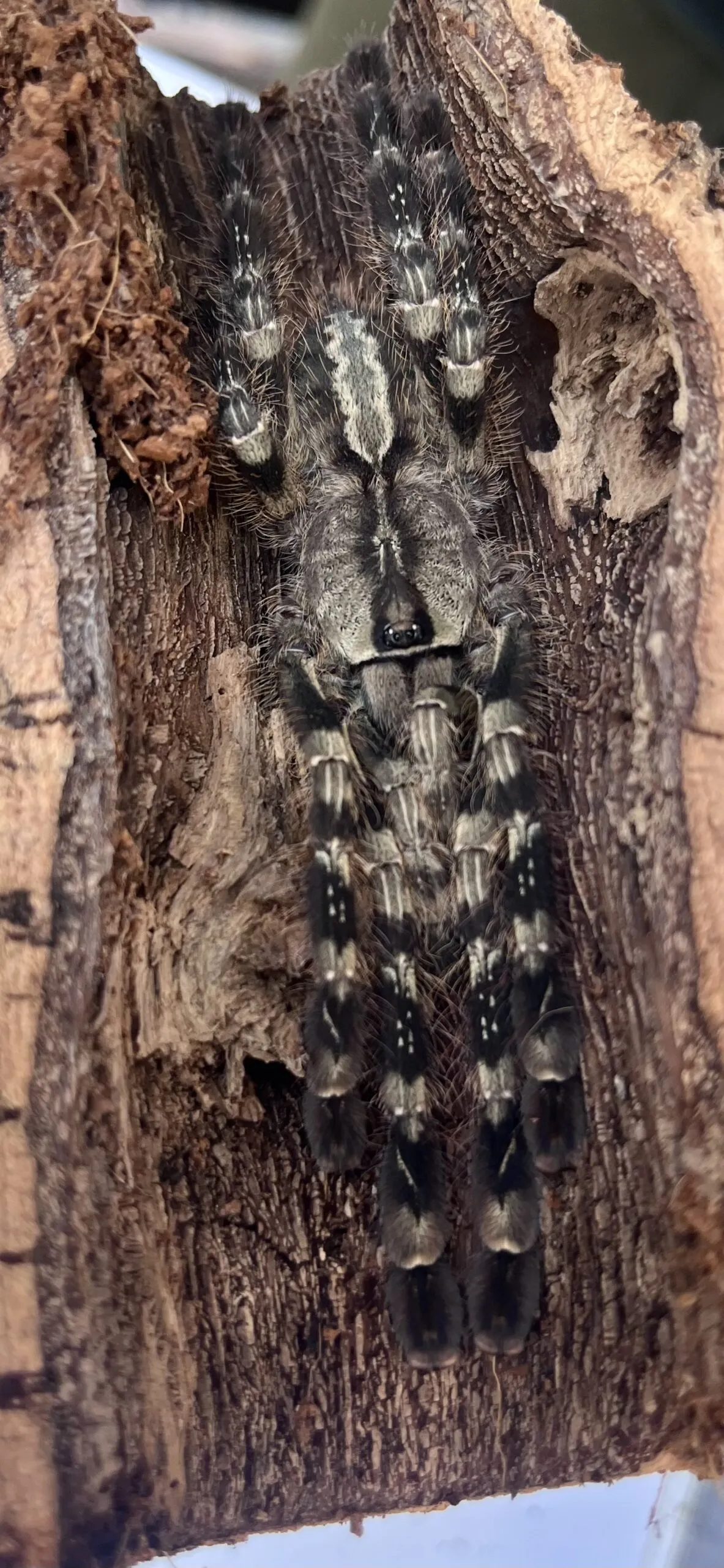 15105 tarantula habitat