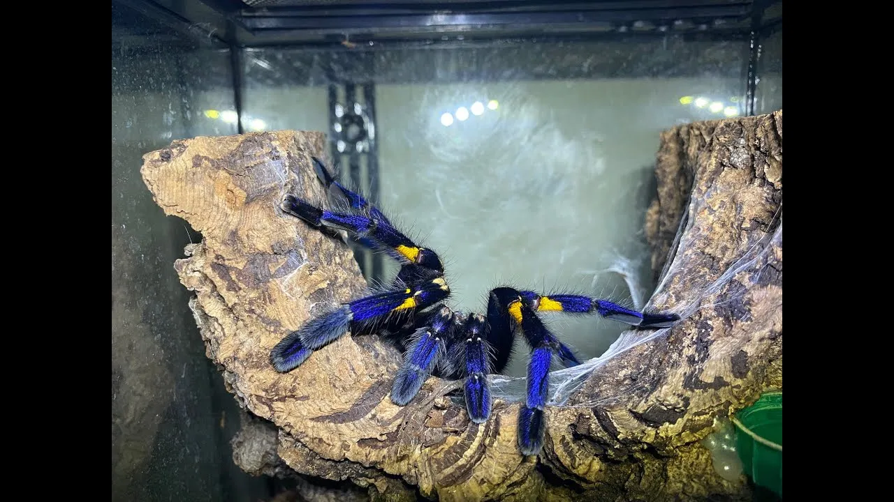 /img/15105-tarantula-handling.webp