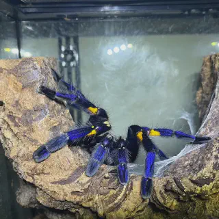 /img/15105-tarantula-handling.webp