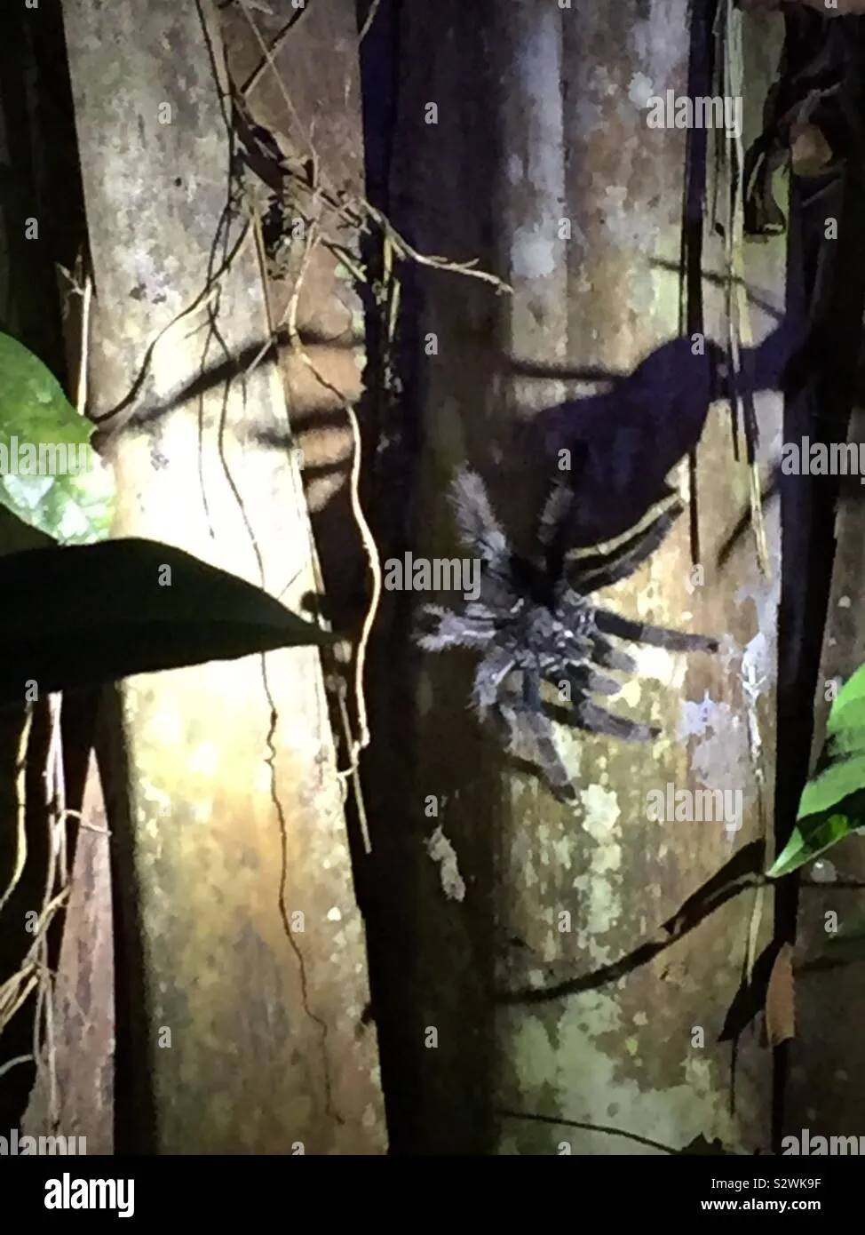 15109 amazon peru tarantula breeding