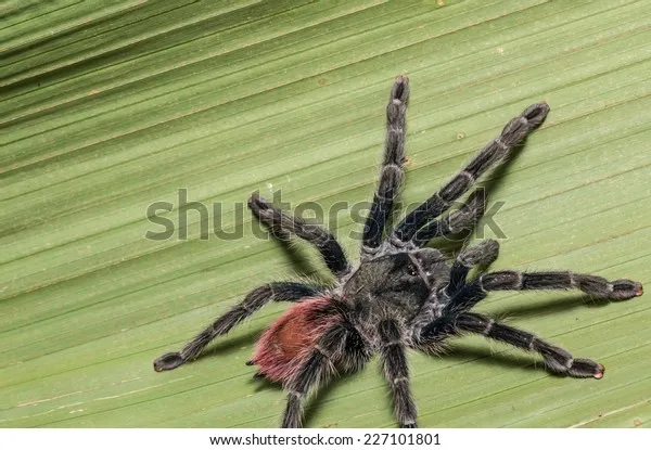 15109 amazon peru tarantula enclosure