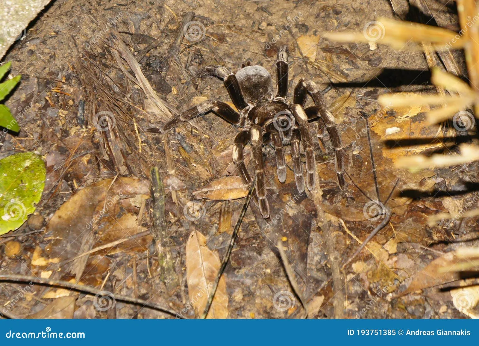 15109 amazon peru tarantula feeding