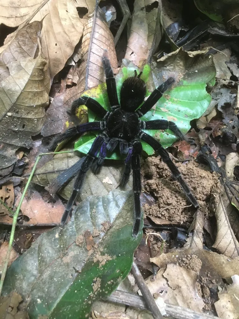 15109 amazon peru tarantula handling