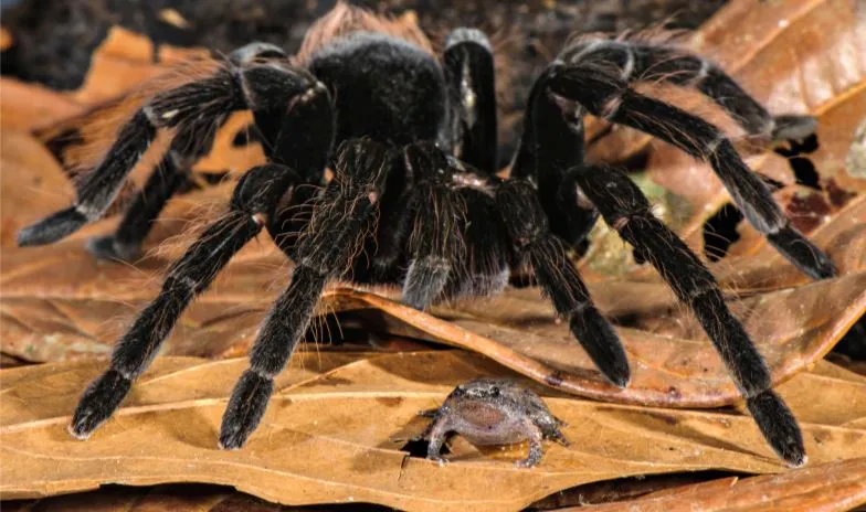 15109 amazon peru tarantula molting