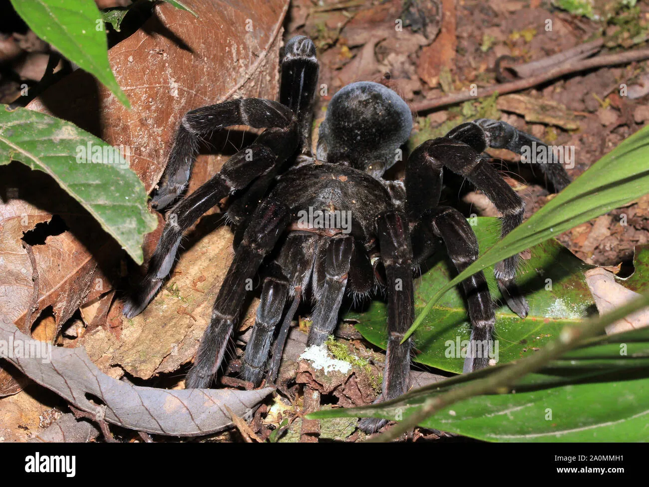 15109 amazon peru tarantula overview