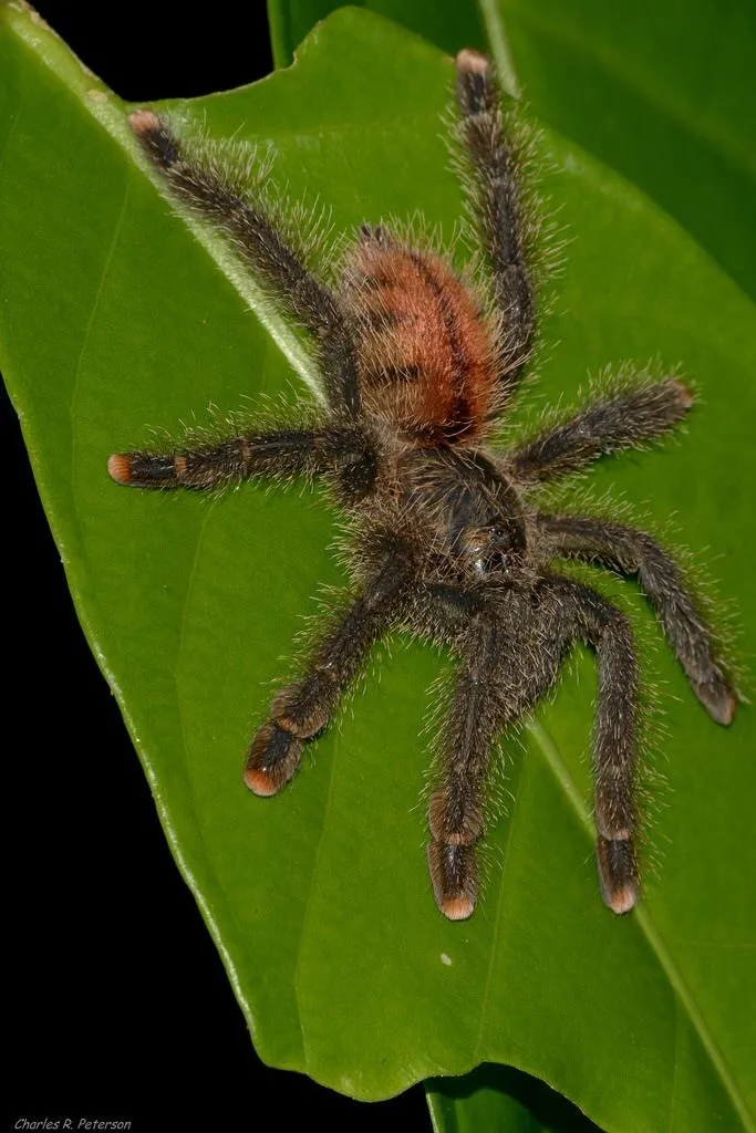 15109 amazon peru tarantula substrate