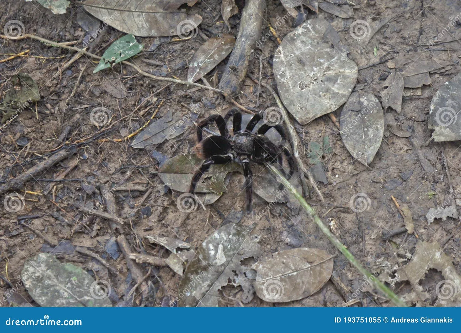 /img/15109-amazon-peru-tarantula-summary.webp