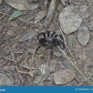 /img/15109-amazon-peru-tarantula-summary.webp