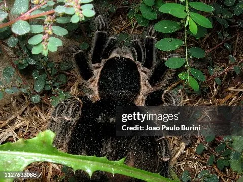 /img/15110-post-molt-tarantula.webp