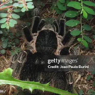 /img/15110-post-molt-tarantula.webp
