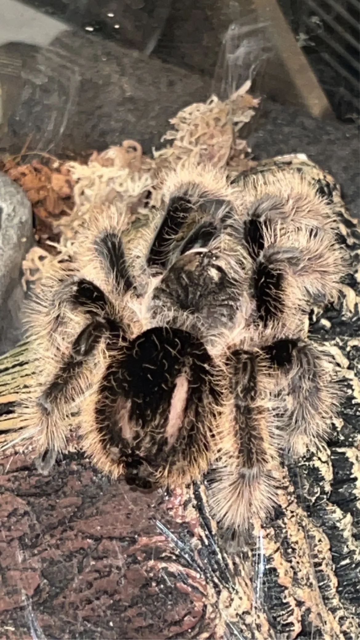15110 tarantula abdomen role