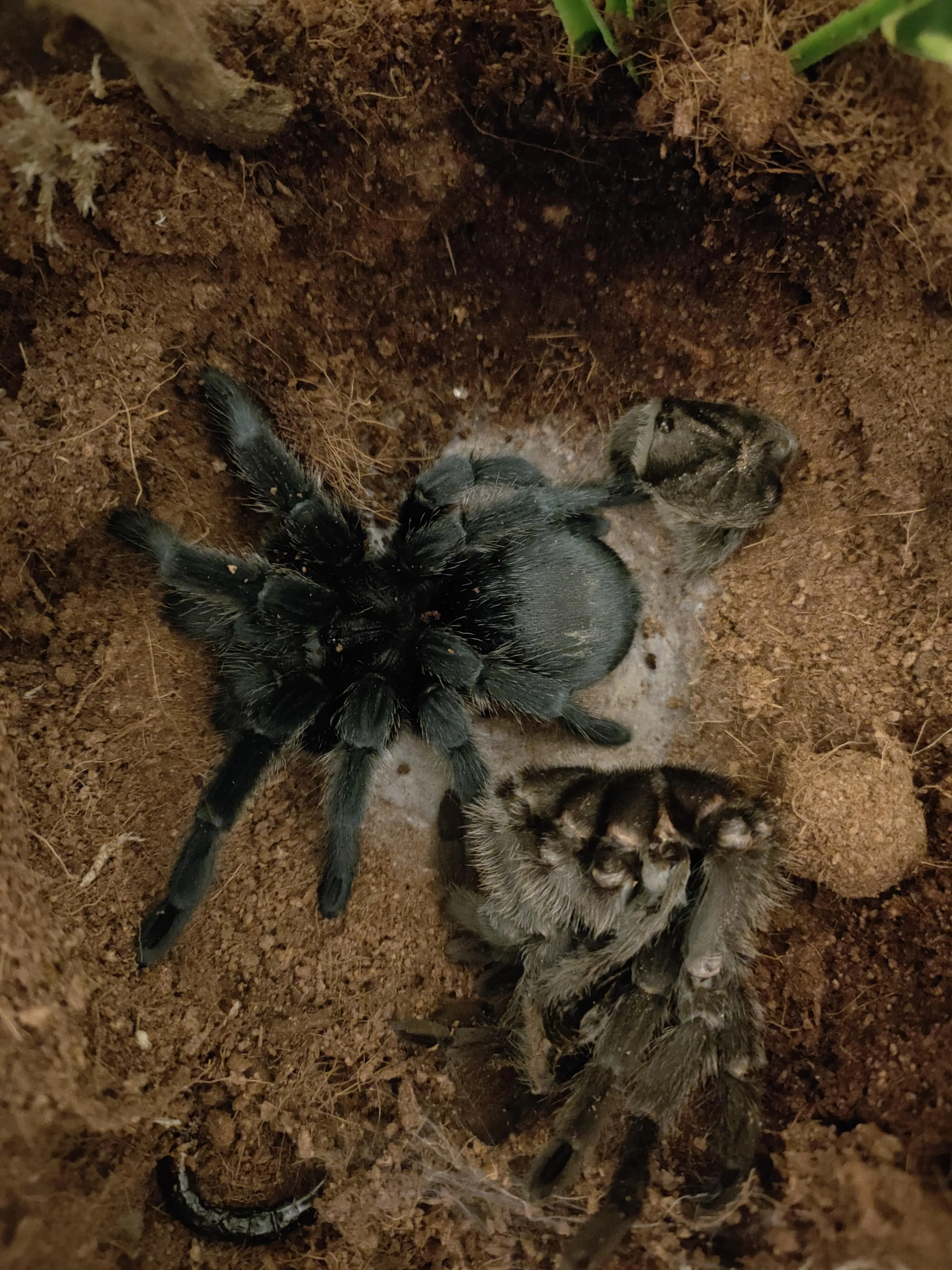 15110 tarantula molt issues